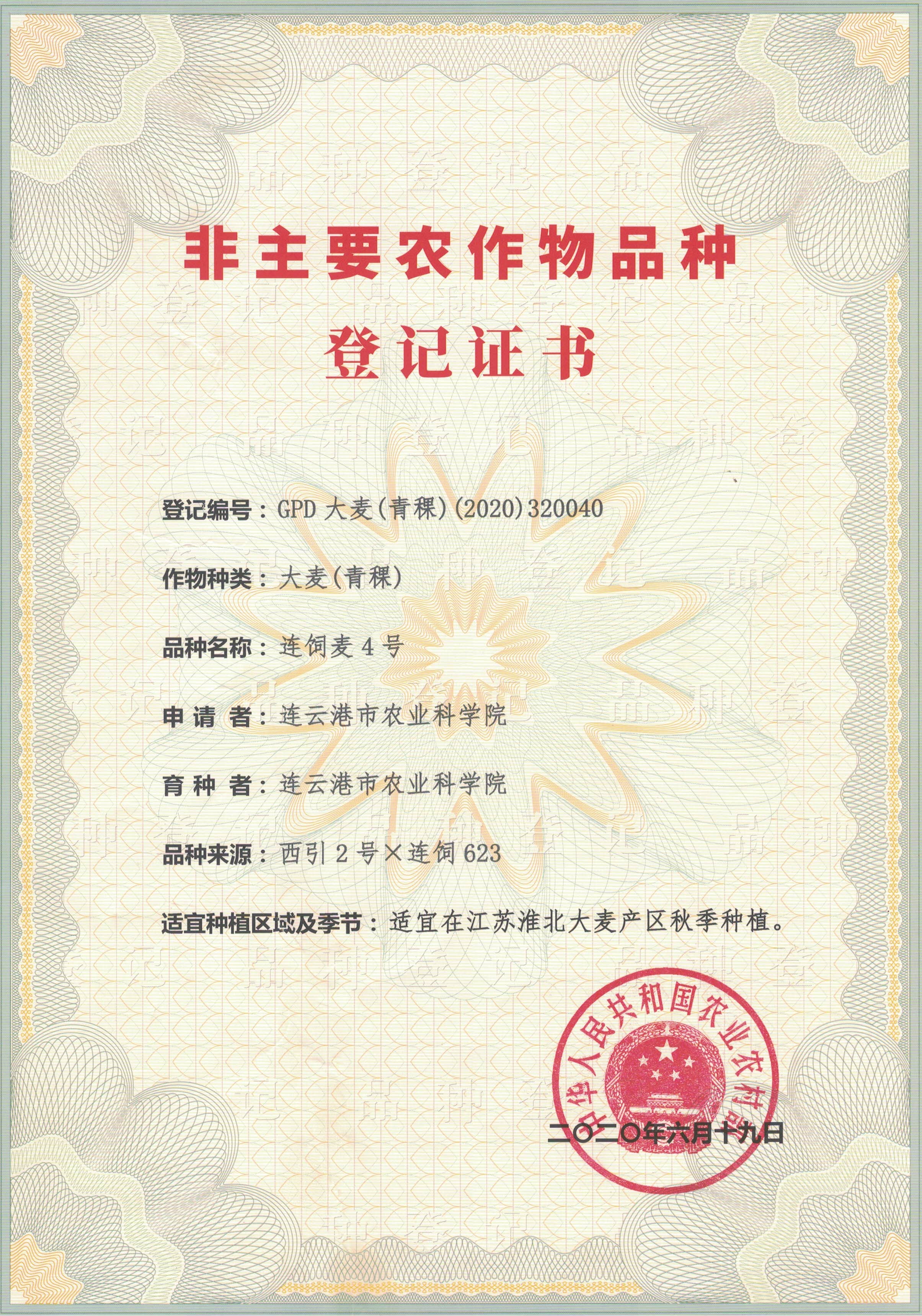 2020-连饲麦4号登记证书.jpg